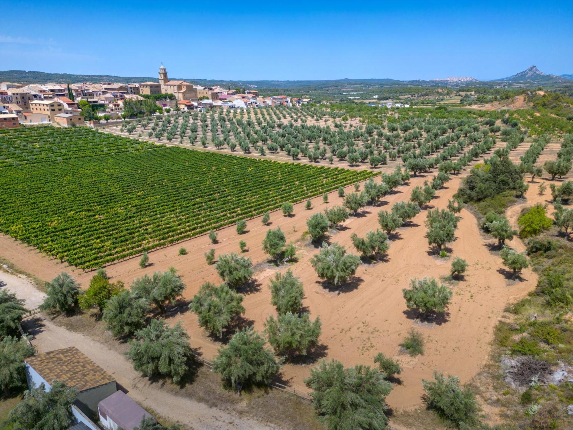 Hotel Vilar Rural D'Arnes By Serhs Hotels Sant Carles de la Ràpita Exterior photo